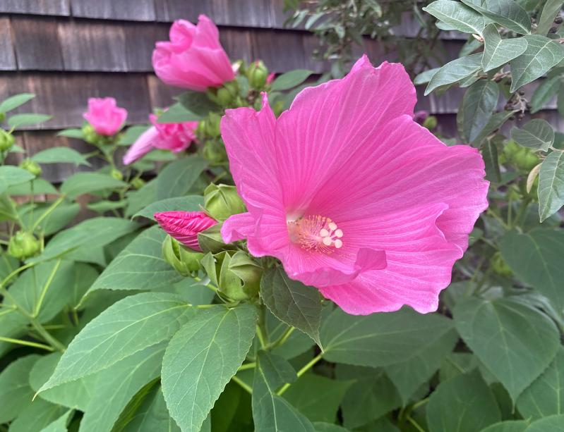 Native Marsh Rose or Mallow in Ocean Friendly - RainGarden2-SarahAlford
