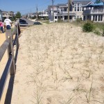 Dune after planting!